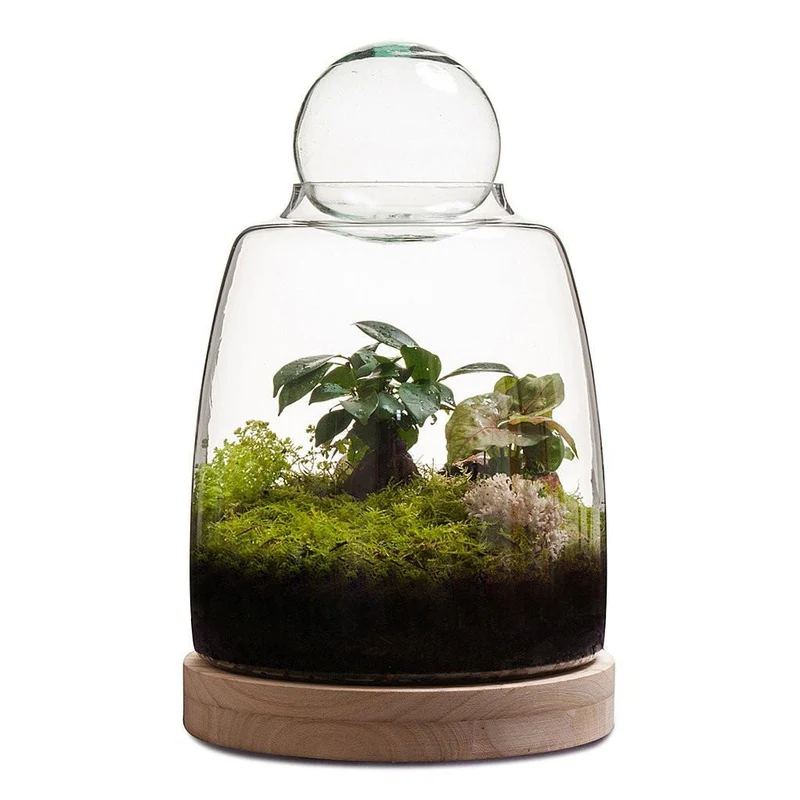 Soho Terrarium