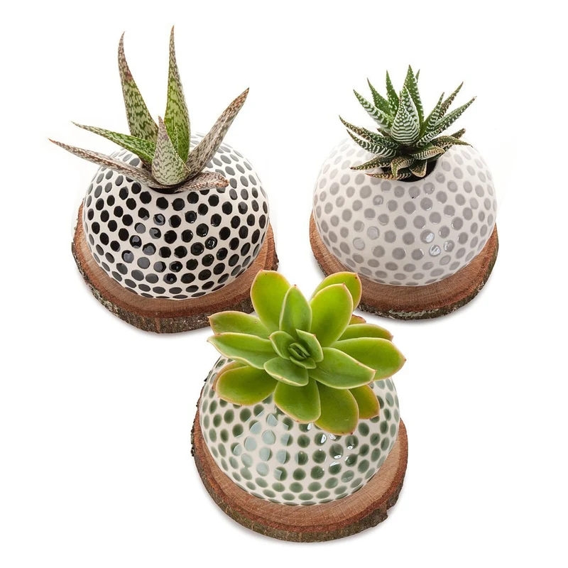 Succulent Spots Planter