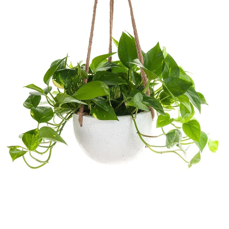 Devil's Ivy Concrete Hanging Planter