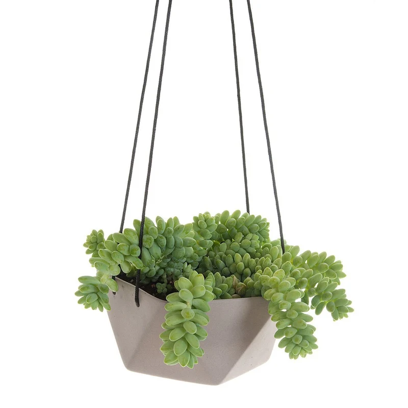 Geo Succulents Hanging Planter