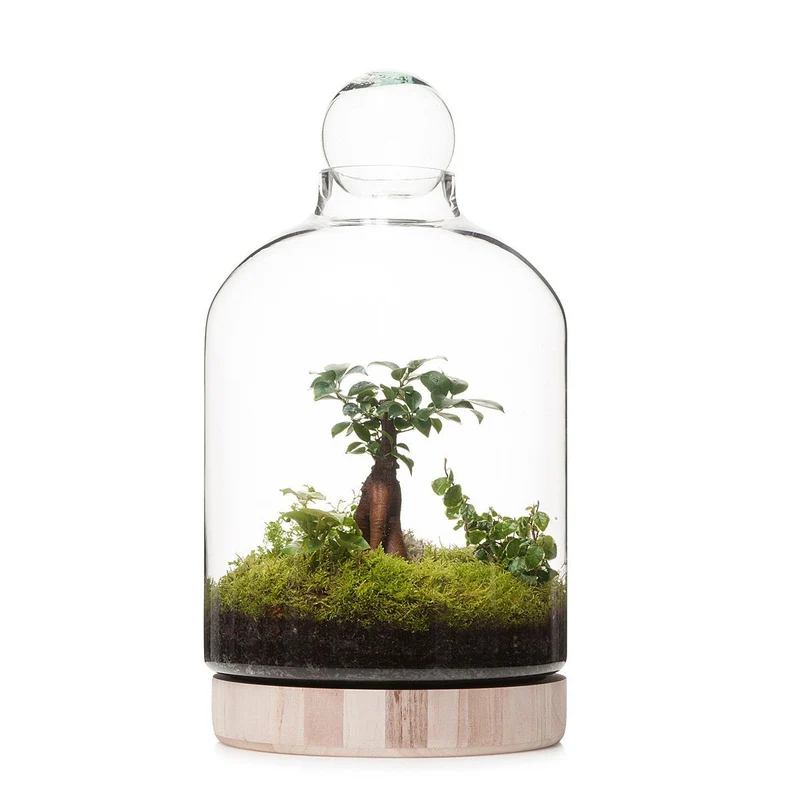 San Jose Wooden Terrarium