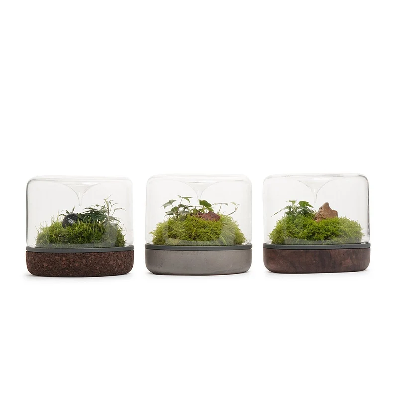 Cork Sanctuary Rainforest Terrarium