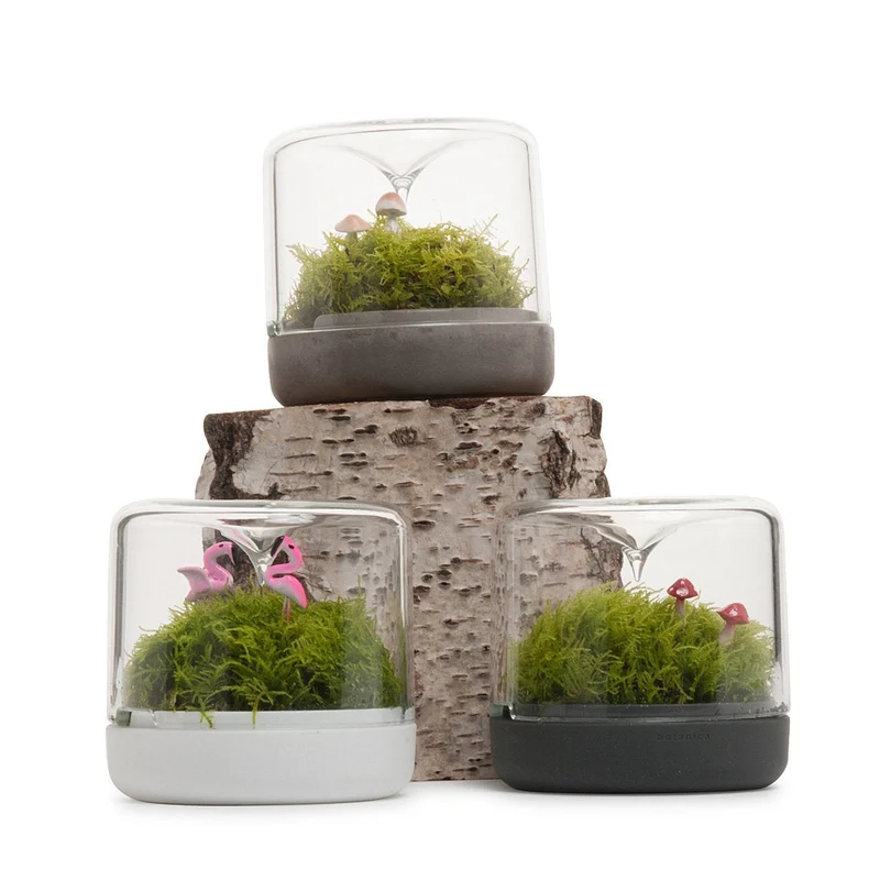 Charcoal Small Sanctuary Rainforest Terrarium