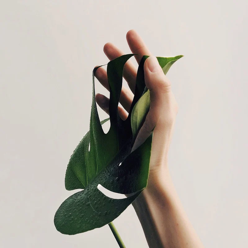 Monstera Deliciosa Planter