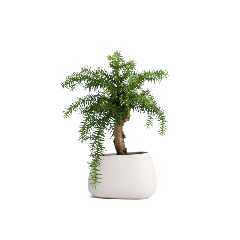Bonsai Ficus Ginseng