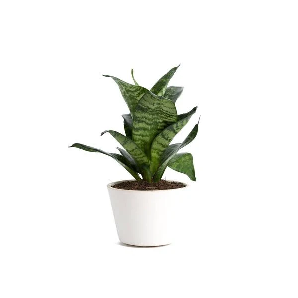 Zantedeschia Calla