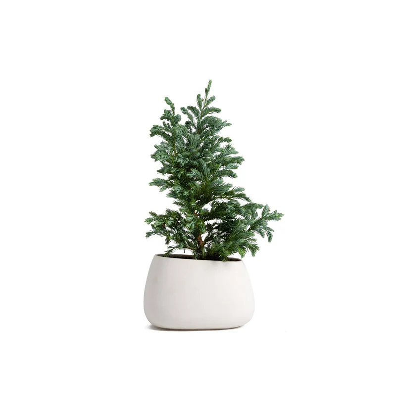 Polyscias Fabian