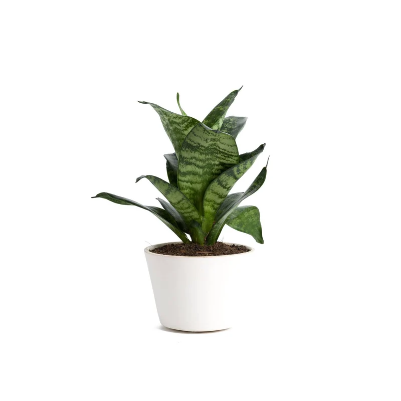 Sansevieria Trifasciata