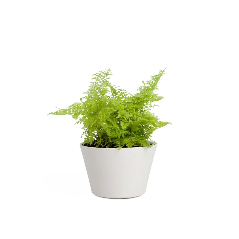Maidenhair Fern
