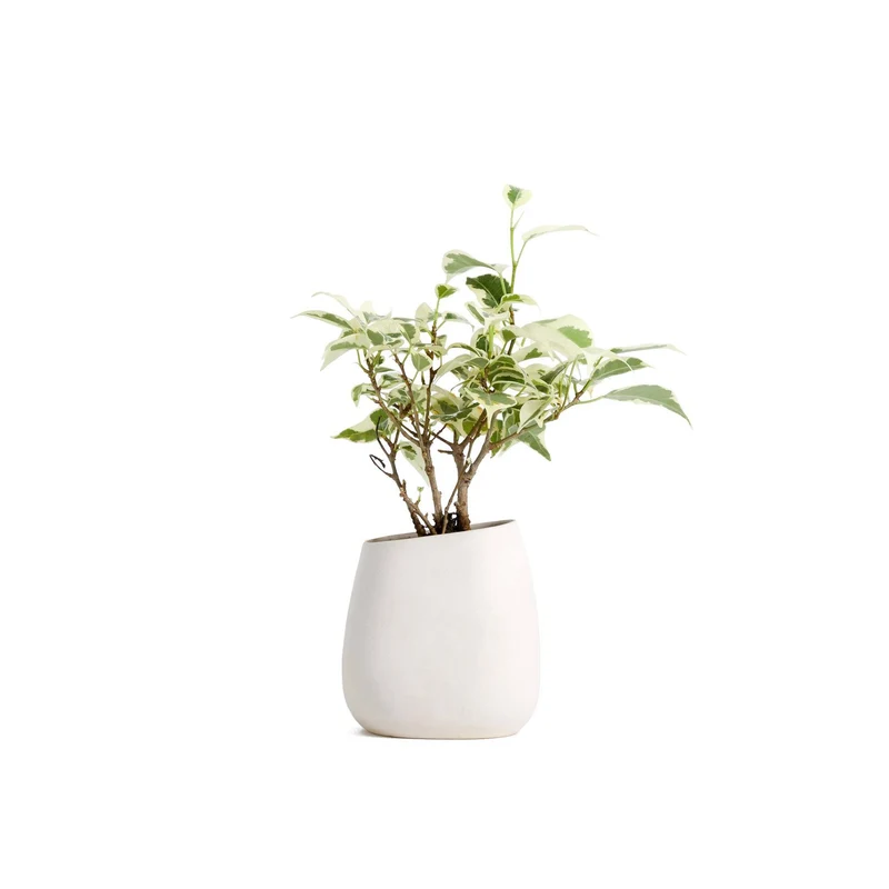 Quaen Aglaonema