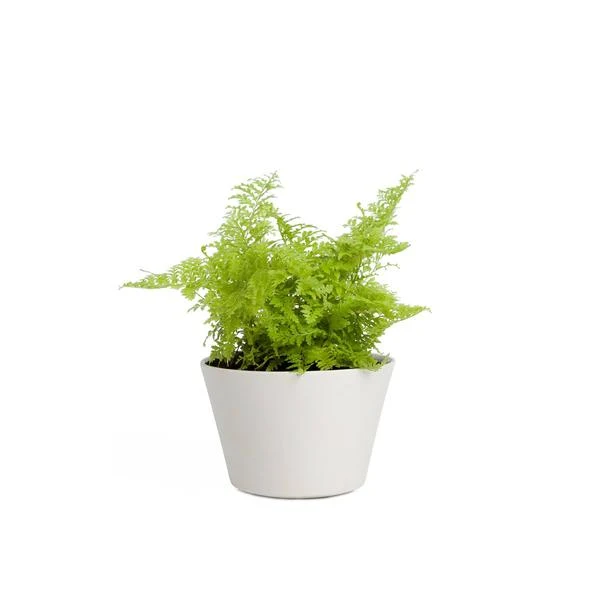 Bensai Ficus Ginseng